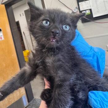 Faith -  Domestic Long Hair Cat for Adoption in Columbiana, Alabama - Faith | PetCurious