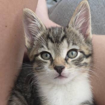 Jasper -  Domestic Short Hair Cat for Adoption in York, Pennsylvania - Jasper | PetCurious