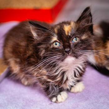 Blossom -  Domestic Medium Hair and Domestic Short Hair Cat for Adoption in Hattiesburg, Mississippi - Blossom | PetCurious