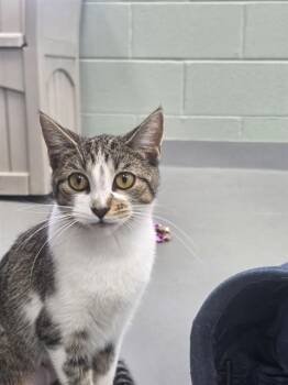 ABSOL -  Domestic Short Hair Cat for Adoption in Geneva, Illinois - ABSOL | PetCurious