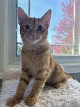 Hokey Pokey "HP" -  Domestic Short Hair Cat for Adoption in Shakespeare, Ontario - Hokey Pokey "HP" | PetCurious