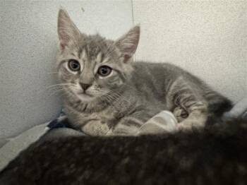 Prada -  Domestic Short Hair Cat for Adoption in New Kensington, Pennsylvania - Prada | PetCurious