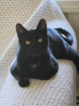 Rescue Domestic Short Hair Cats for Adoption in Naugatuck, Connecticut - Coal | PetCurious