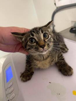 Mishka -  Domestic Short Hair Cat for Adoption in Bolivar, Missouri - Mishka | PetCurious