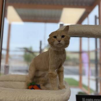 Karter -  Domestic Long Hair and Domestic Short Hair Cat for Adoption in Bullhead City, Arizona - Karter | PetCurious