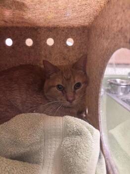 Domestic Short Hair Cats Available for Adoption in West Valley City, Utah - HOARDINI | PetCurious