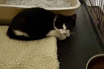 Juniper -  Domestic Short Hair Cat for Adoption in Portland, Indiana - Juniper | PetCurious