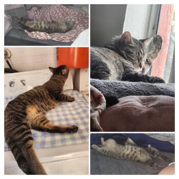 Marvin the Martian -  Domestic Short Hair Cat for Adoption in Las Vegas, Nevada - Marvin The Martian | PetCurious