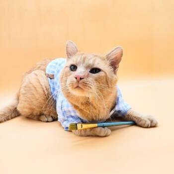 Rescue Domestic Short Hair Cats for Adoption in Springfield, Missouri - Bob Ross | PetCurious