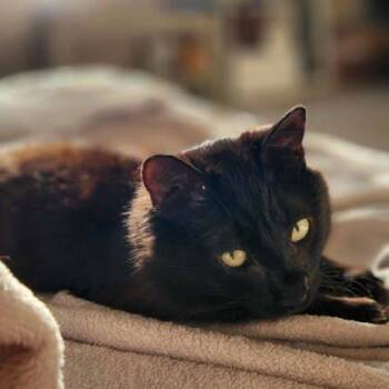 Domestic Long Hair Cats Available for Adoption in Atlanta, Georgia - Fluff Vader | PetCurious