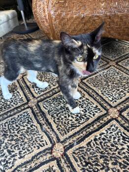 Mama Paisley -  Domestic Short Hair and Calico Cat for Adoption in Walled Lake, Michigan - Mama Paisley | PetCurious