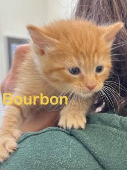 BOURBON Kitten -  Domestic Short Hair Cat for Adoption in New Bern, North Carolina - BOURBON Kitten | PetCurious