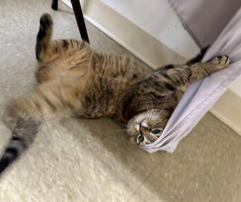 Tabby Cats Available for Adoption - Judy (FCID# 1/6/2026-406) Willow Grove | PetCurious