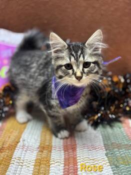 Luna/Rose -  Domestic Medium Hair Cat for Adoption in Wabash, Indiana - Luna/Rose | PetCurious