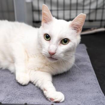 Sabrina -  Domestic Short Hair Cat for Adoption in New York, New York - Sabrina | PetCurious