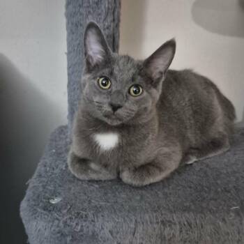 Domestic Short Hair Cats Available for Adoption - Francis | PetCurious