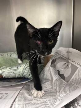 BUTTERS -  Domestic Short Hair Cat for Adoption in Dallas, Texas - BUTTERS | PetCurious