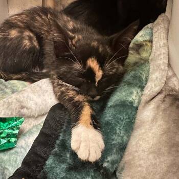 Ukiah -  Domestic Short Hair Cat for Adoption in Candler, North Carolina - Ukiah | PetCurious