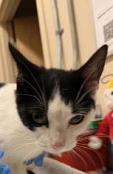 Star -  Domestic Short Hair Cat for Adoption in Redmond, Oregon - Star | PetCurious