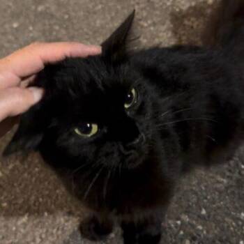 Midnight 2 -  Domestic Short Hair Cat for Adoption in Tampa, Florida - Midnight 2 | PetCurious