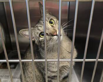 TYSON -  Domestic Short Hair Cat Available for Adoption in Olathe, Kansas - TYSON | PetCurious