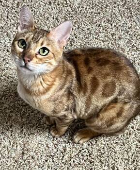 Bengal Cats Available for Adoption in Valparaiso, Indiana - FAYE | PetCurious