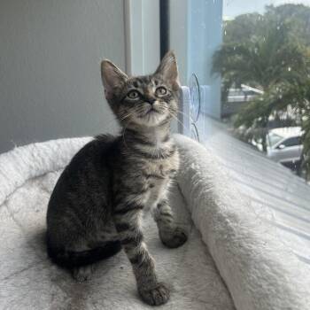 Sabrina -  Domestic Short Hair Cat for Adoption in Jupiter, Florida - Sabrina | PetCurious