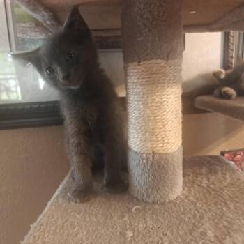 Tofu C11420 -  Domestic Short Hair Cat for Adoption - Tofu C11420 | PetCurious