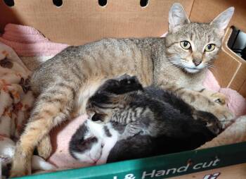 Domestic Short Hair Cats Available for Adoption in Bethpage, New York - Honey Bunny | PetCurious