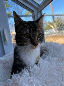 Domestic Short Hair Cats Available for Adoption - Lila | PetCurious