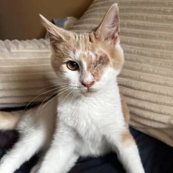 Fisher -  Domestic Short Hair Cat for Adoption in Philadelphia, Pennsylvania - Fisher | PetCurious