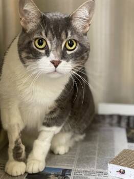 Rescue Domestic Short Hair Cats for Adoption in Alameda, California - JERRY | PetCurious