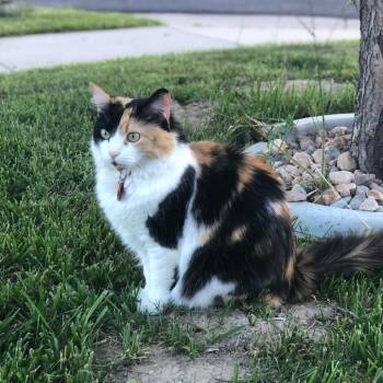 Domestic Long Hair Cats Available for Adoption in Grantsville, Utah - Rosie | PetCurious
