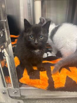 Domestic Short Hair Cats Available for Adoption in Bowling Green, Ohio - Wellie | PetCurious