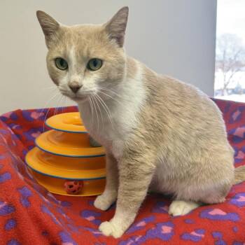 Domestic Short Hair Cats Available for Adoption - Parsnip | PetCurious