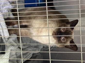 Sabrina -  Siamese Cat for Adoption in Sparta, North Carolina - Sabrina | PetCurious