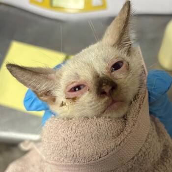 Leslie -  Domestic Short Hair Cat for Adoption in Yuma, Arizona - Leslie | PetCurious