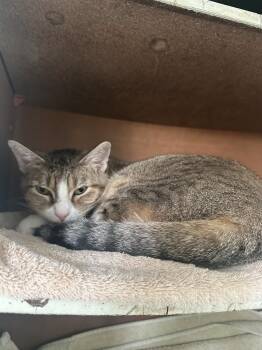 Max -  American Shorthair Cat Available for Adoption in Upper Township, New Jersey - Max | PetCurious