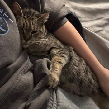 Meatball -  Manx Cat for Adoption in Washougal, Washington - Meatball | PetCurious