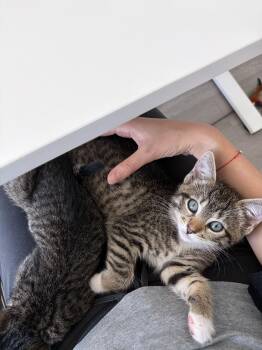 Kimi (Bonded to Haiku) -  Domestic Short Hair Cat for Adoption in New York, New York - Kimi (Bonded To Haiku) | PetCurious