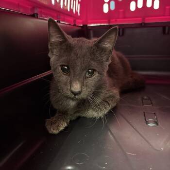 Arden 6 -  Domestic Short Hair Cat for Adoption in Philadelphia, Pennsylvania - Arden 6 | PetCurious