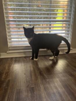 Rescue Domestic Medium Hair and Domestic Short Hair Cats for Adoption in New Orleans, Louisiana - Thora Onyx | PetCurious