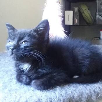 Rescue Domestic Short Hair Cats for Adoption in Fairfax, Virginia - Mimi | PetCurious