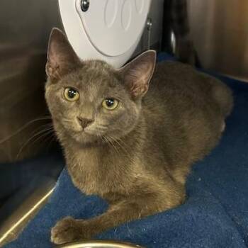 Momo -  Domestic Short Hair Cat for Adoption in Knoxville, Tennessee - Momo | PetCurious