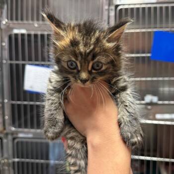 Josie -  Domestic Short Hair Cat Available for Adoption in Hamilton, Georgia - Josie | PetCurious