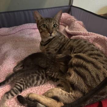Mulan -  Domestic Short Hair Cat for Adoption in Overland Park, Kansas - Mulan | PetCurious