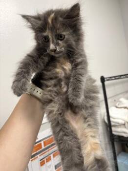 Bunny -  Domestic Medium Hair and Domestic Short Hair Cat for Adoption in Sevierville, Tennessee - Bunny | PetCurious