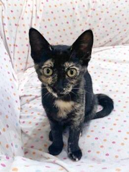Iggy Azalea -  Domestic Short Hair Cat for Adoption in Mission Viejo, California - Iggy Azalea | PetCurious
