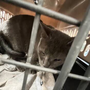 Macys -  Domestic Short Hair Cat for Adoption in Philadelphia, Pennsylvania - Macys | PetCurious