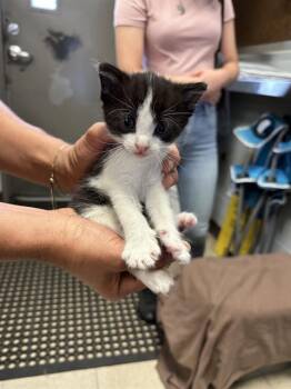 Rescue Domestic Short Hair Cats for Adoption in Stockton, California - KINOKO | PetCurious